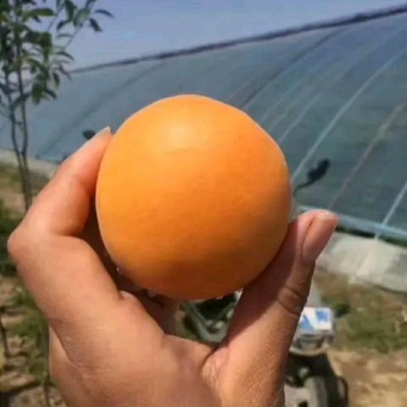 陕西金太阳25年新果，万亩基地直发，质量保证视频看货