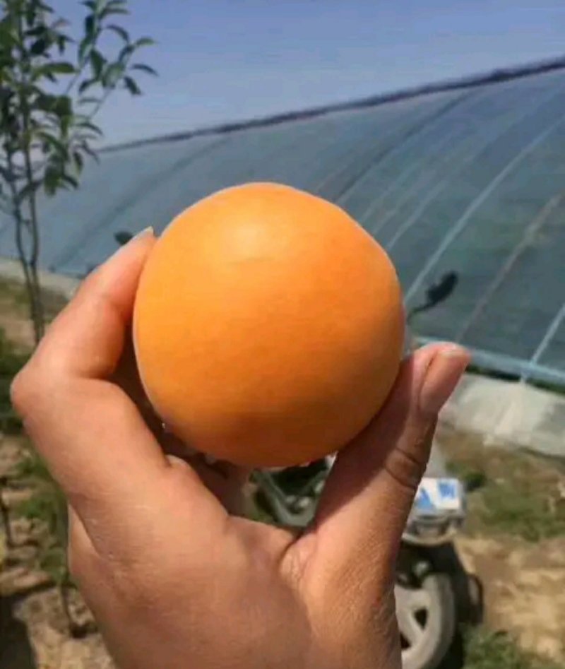陕西金太阳25年新果，万亩基地直发，质量保证视频看货