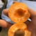 陕西金太阳25年新果，万亩基地直发，质量保证视频看货