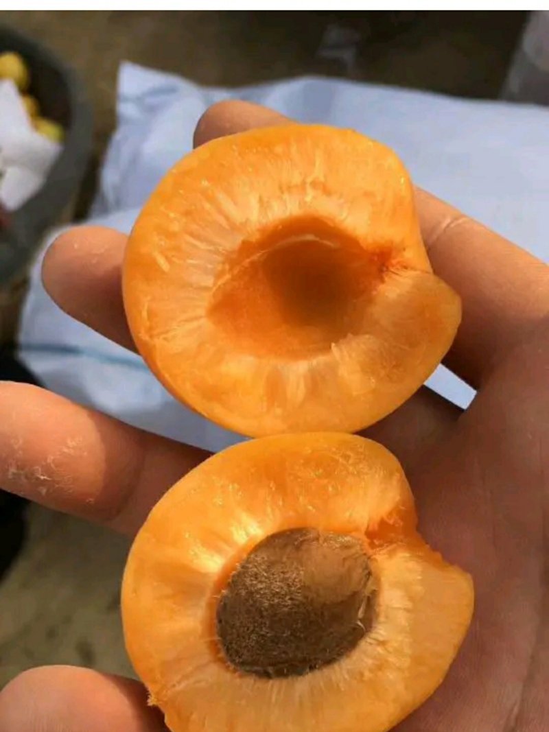 陕西金太阳25年新果，万亩基地直发，质量保证视频看货