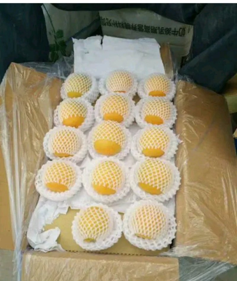 陕西金太阳25年新果，万亩基地直发，质量保证视频看货