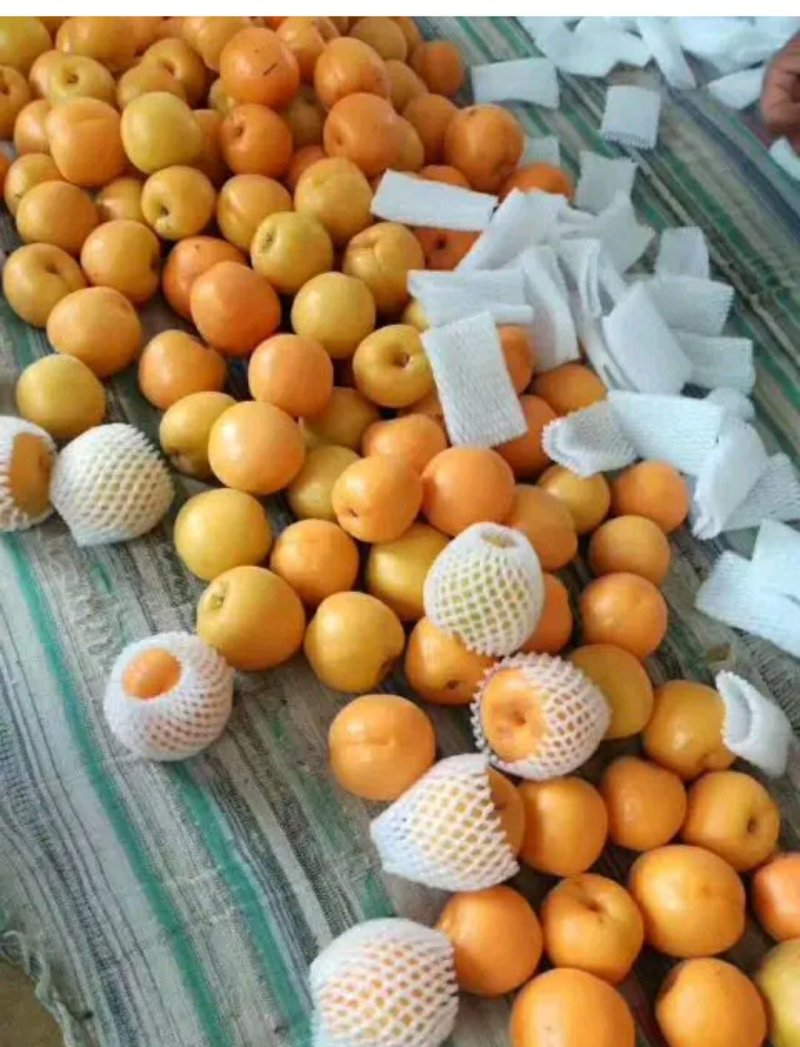 陕西金太阳25年新果，万亩基地直发，质量保证视频看货