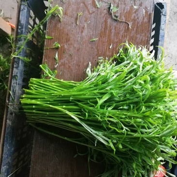 生态农业藜蒿、芦蒿、雨蒿