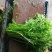 生态农业藜蒿、芦蒿、雨蒿