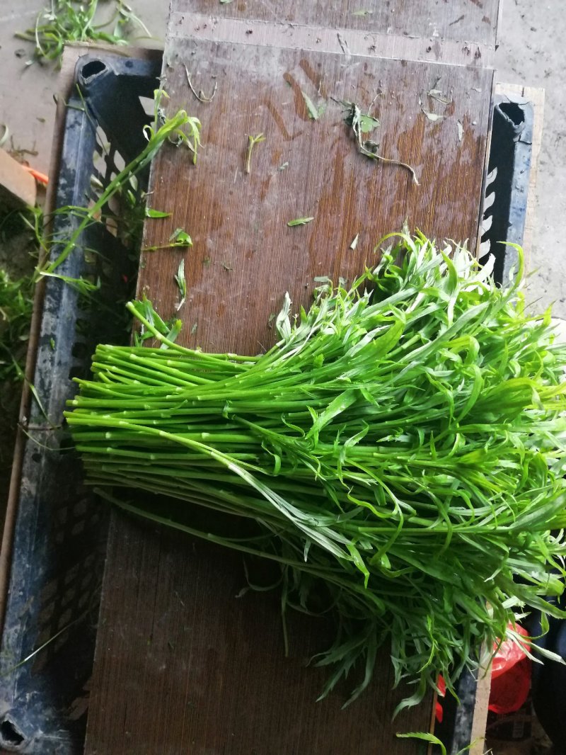 生态农业藜蒿、芦蒿、雨蒿