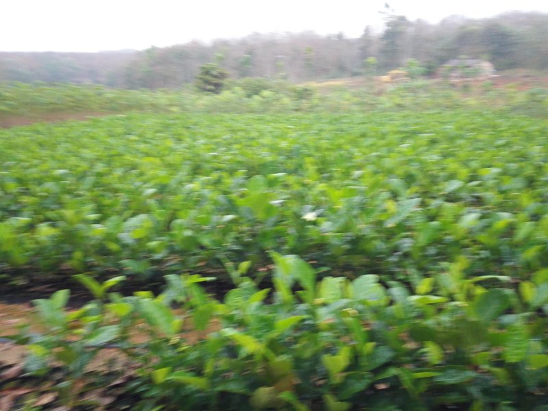 菠萝蜜苗.榴莲蜜苗