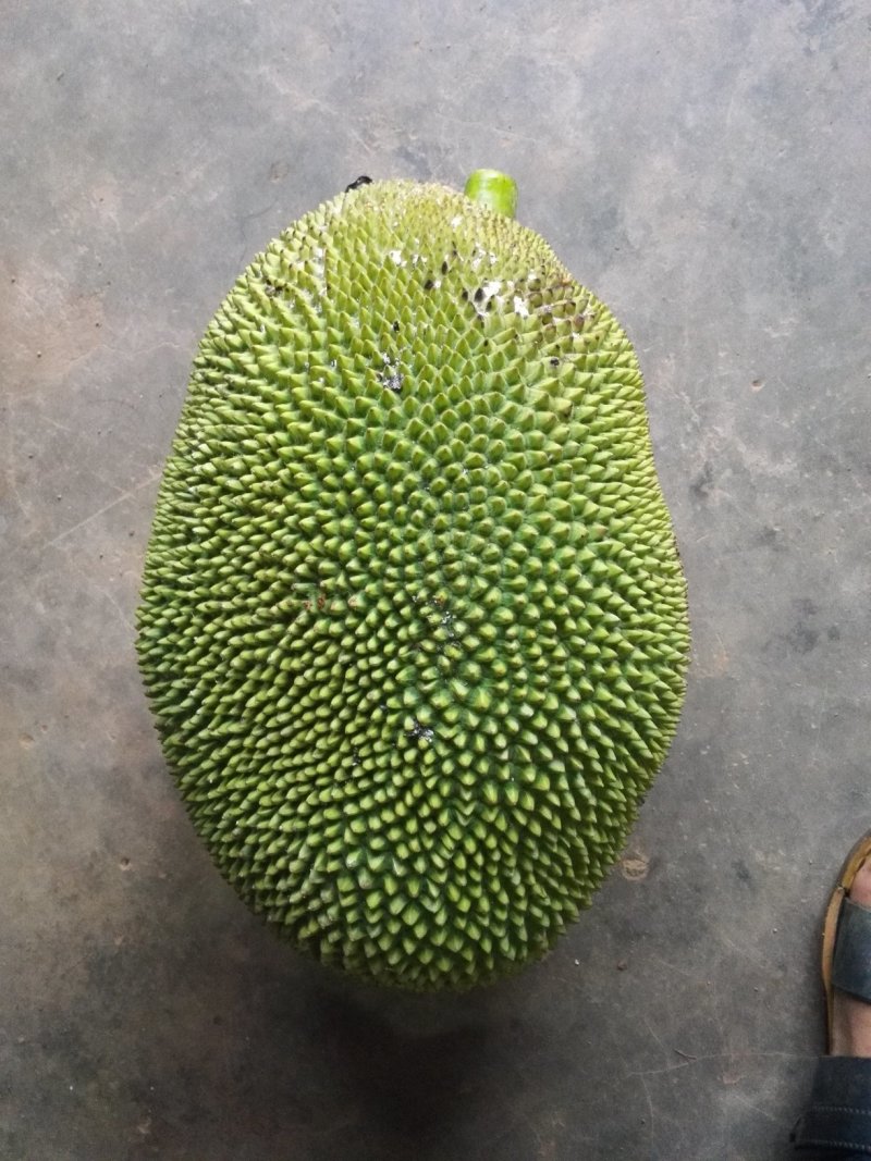 菠萝蜜苗.榴莲蜜苗