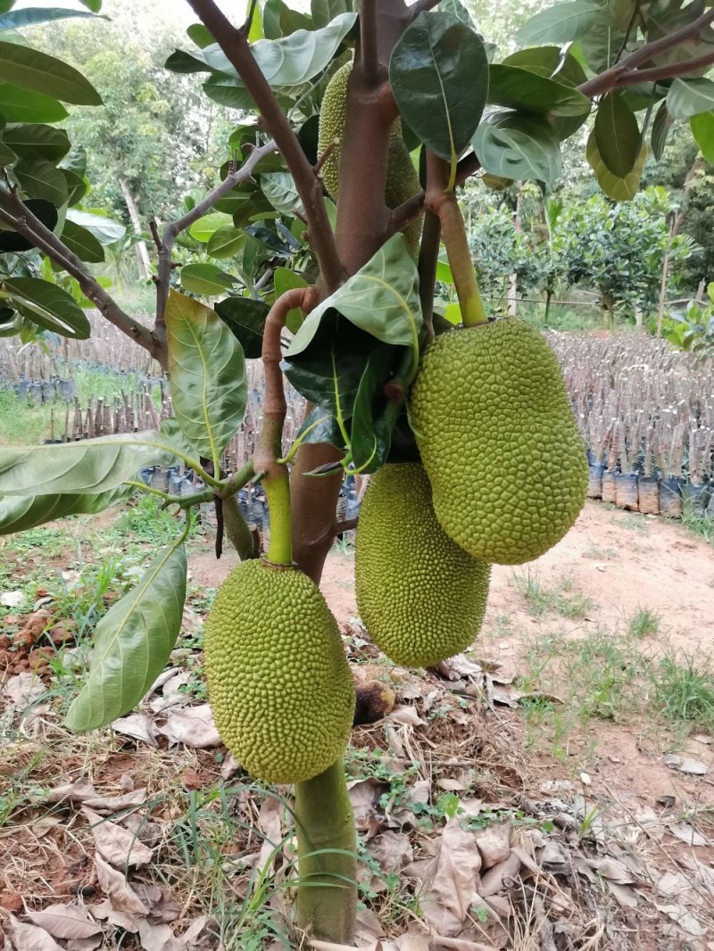 菠萝蜜苗.榴莲蜜苗