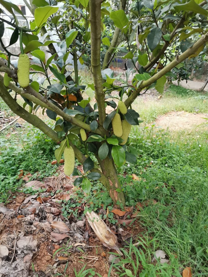 菠萝蜜苗.榴莲蜜苗