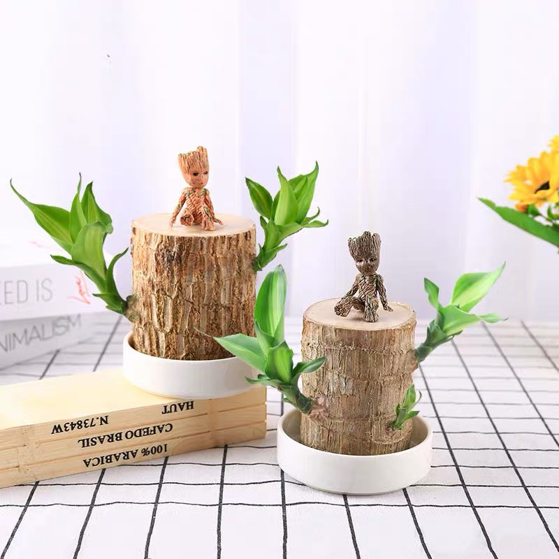 巴西木水培植物室内植物幸运木小盆栽，一手货源