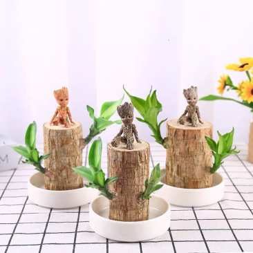 巴西木水培植物室内植物幸运木小盆栽，一手货源