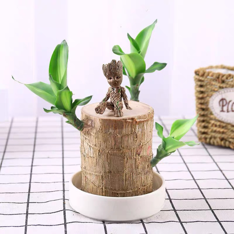 巴西木水培植物室内植物幸运木小盆栽，一手货源