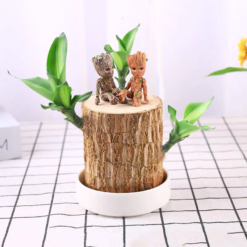 巴西木水培植物室内植物幸运木小盆栽，一手货源