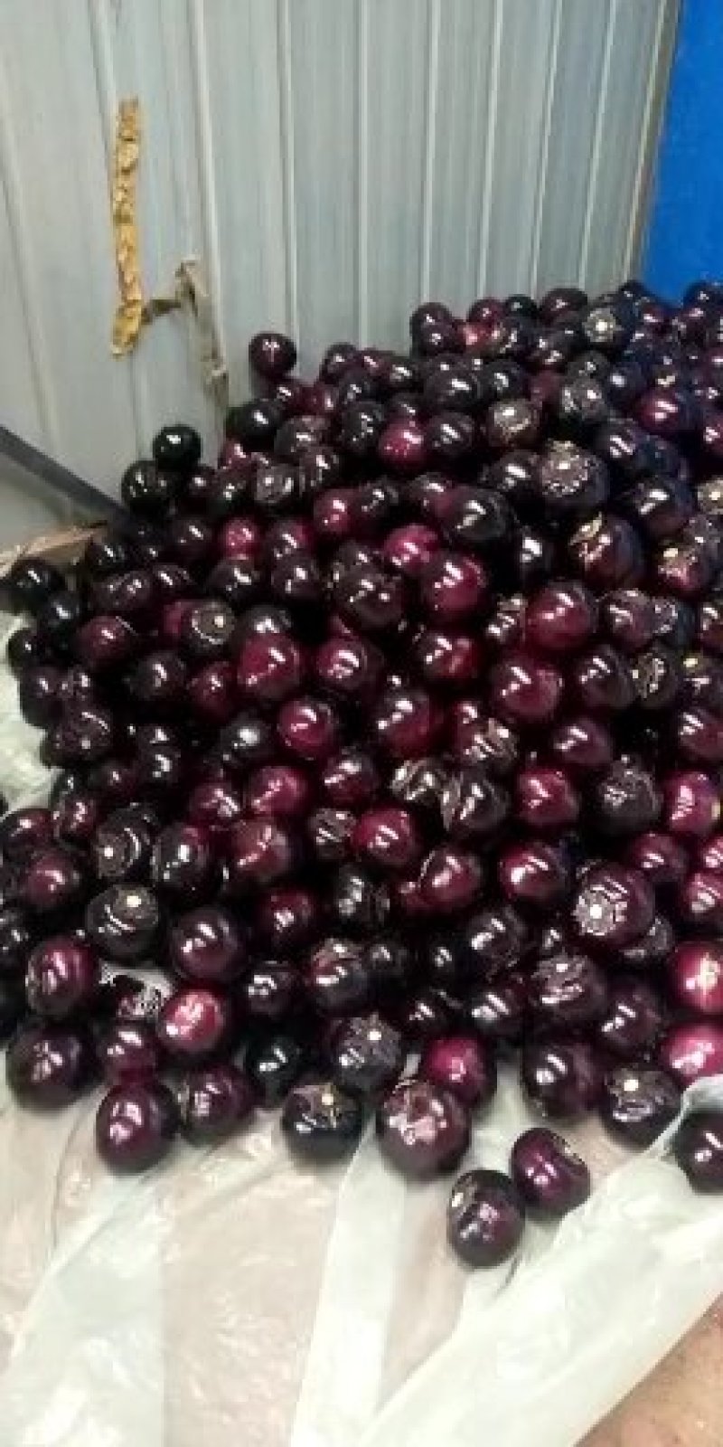 精品圆茄紫光产地直供大量上市一手货源大量上市欢迎老板洽谈