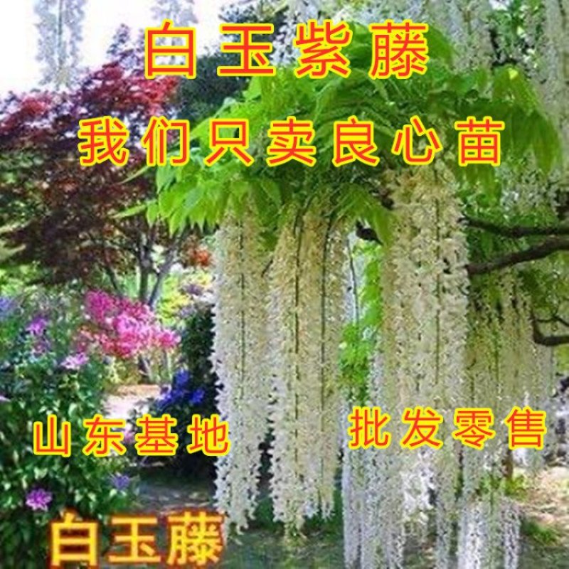 大花紫藤苗爬藤快快紫藤花苗南北方种植紫藤苗紫藤花苗