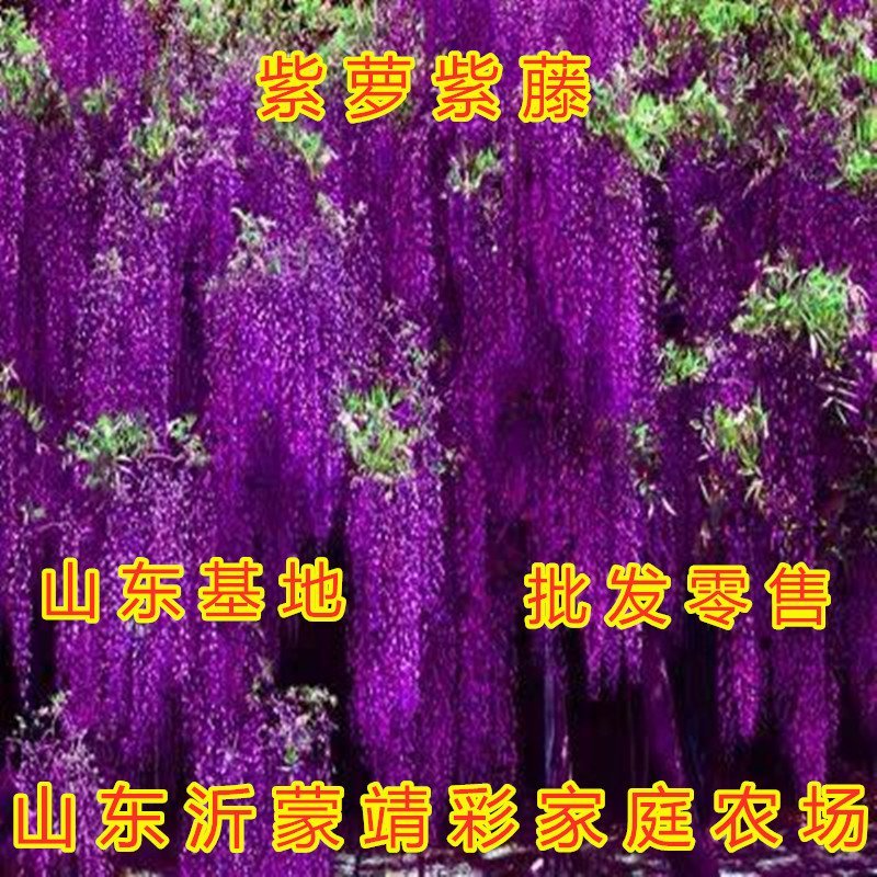 大花紫藤苗爬藤快快紫藤花苗南北方种植紫藤苗紫藤花苗