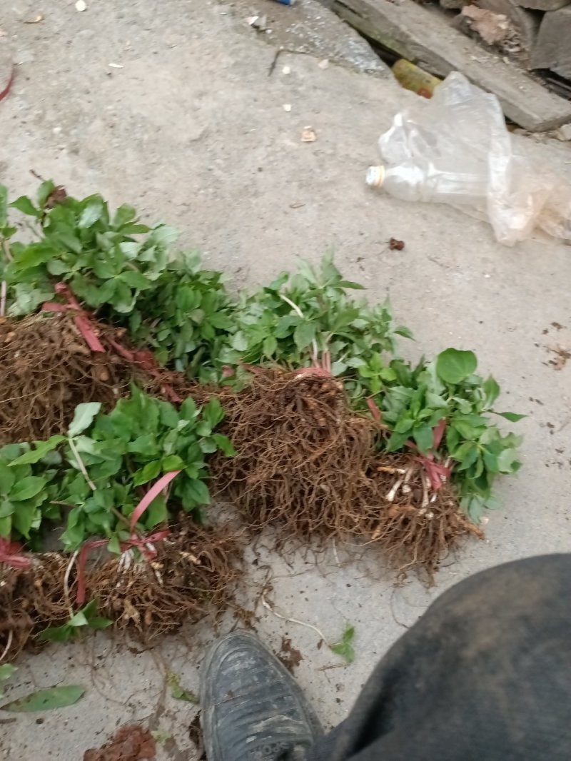 一手货源正宗重楼保证新鲜随时有货