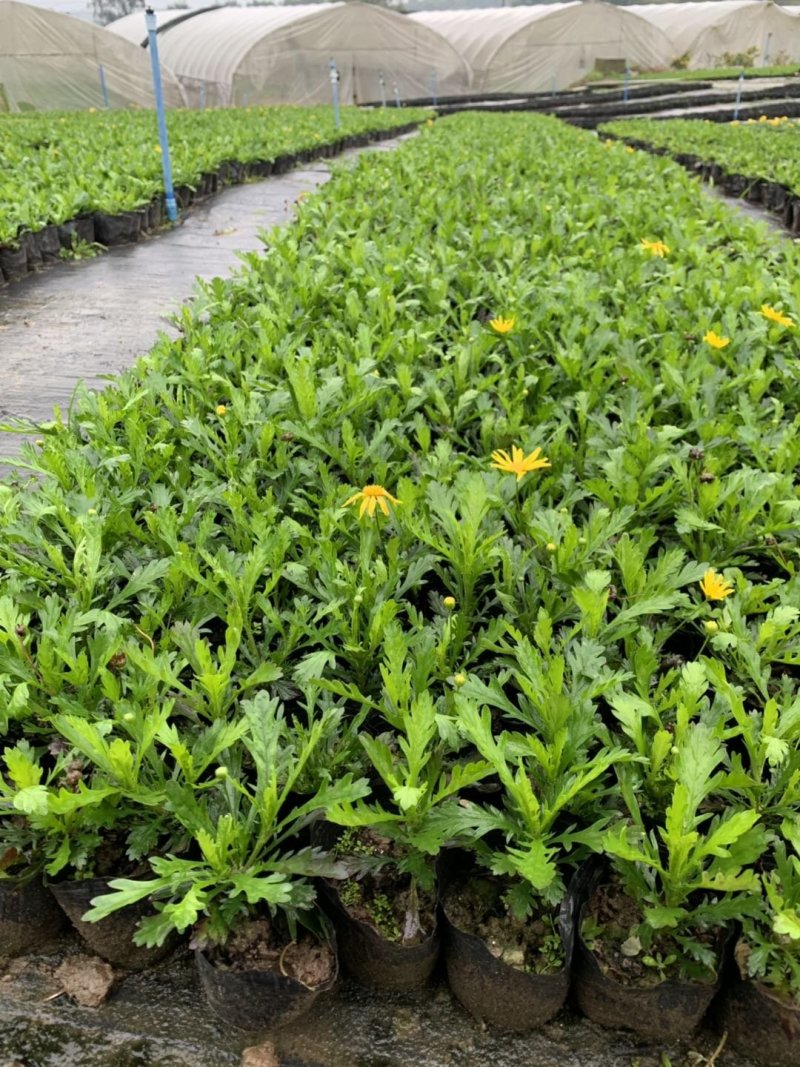 木春菊基地批发，量大从优，物美廉价