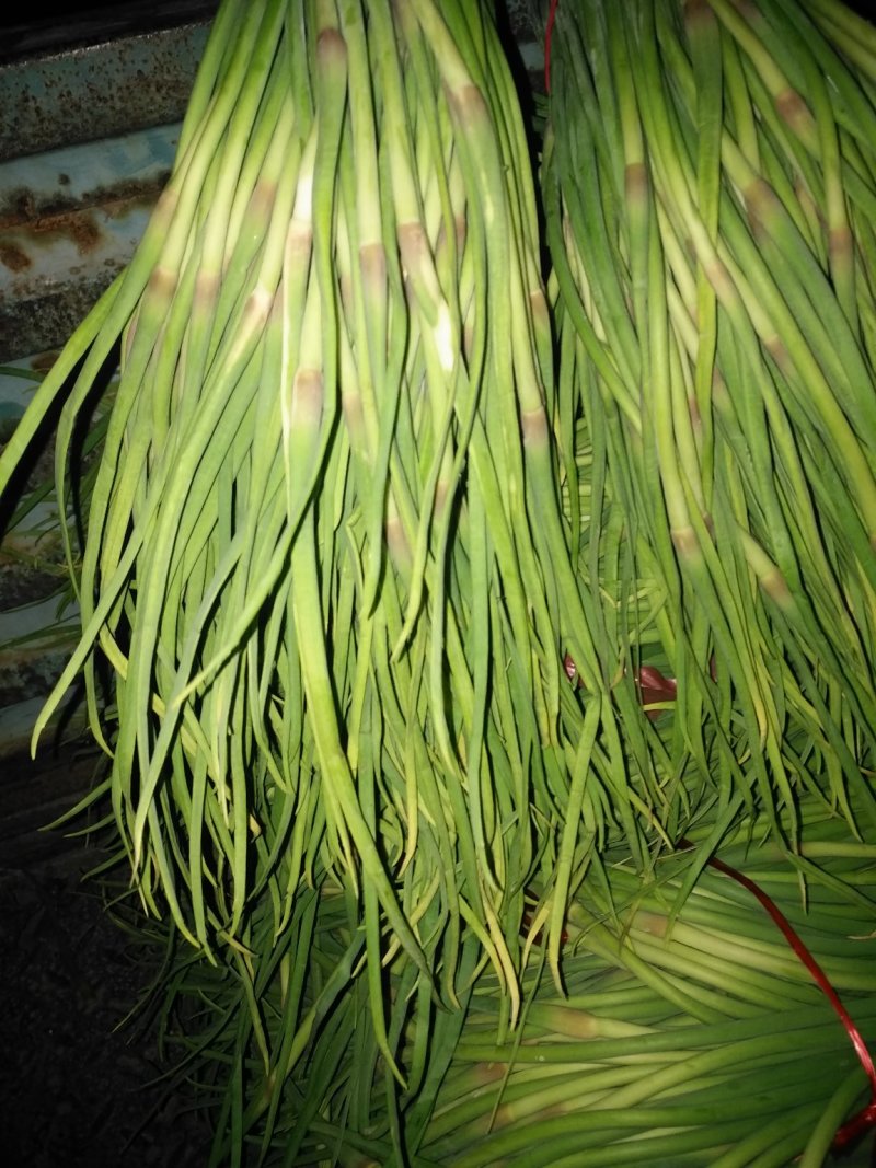 金乡红帽蒜苔大量供应支持线上交易，可以加工各种包装
