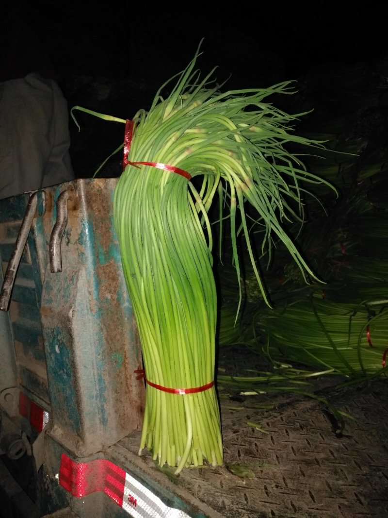 金乡红帽蒜苔大量供应支持线上交易，可以加工各种包装