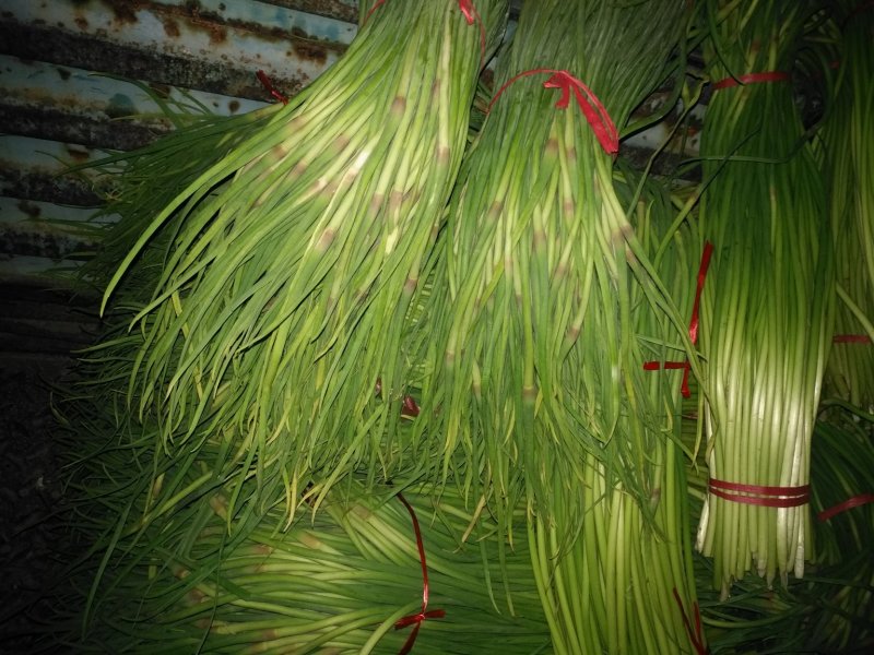 金乡红帽蒜苔大量供应支持线上交易，可以加工各种包装