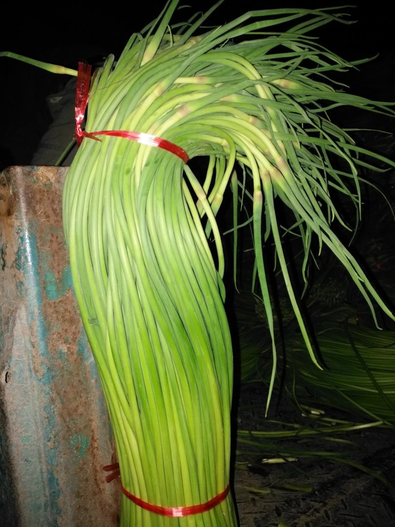 金乡红帽蒜苔大量供应支持线上交易，可以加工各种包装