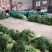 金乡红帽蒜苔大量供应支持线上交易，可以加工各种包装