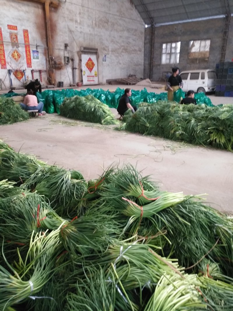 金乡红帽蒜苔大量供应支持线上交易，可以加工各种包装
