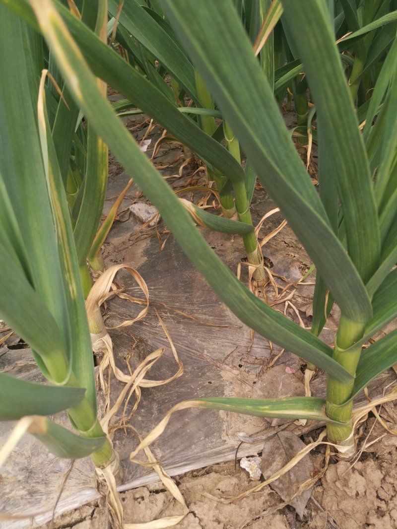 金乡红帽蒜苔大量供应支持线上交易，可以加工各种包装