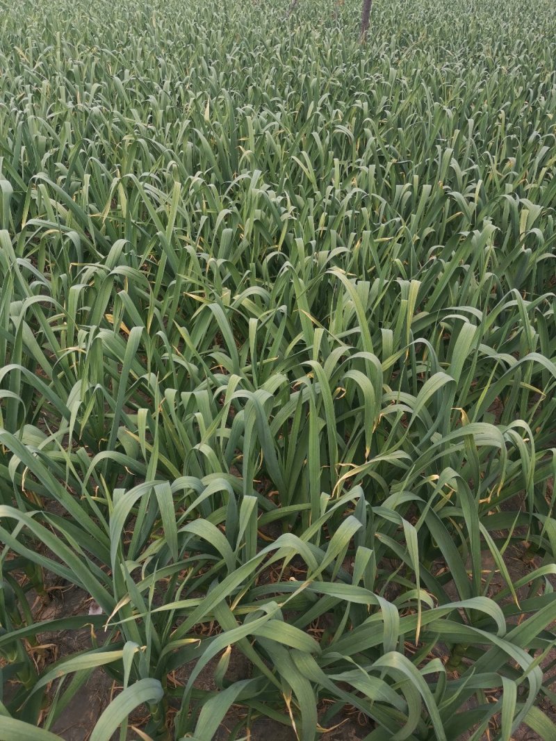金乡红帽蒜苔大量供应支持线上交易，可以加工各种包装