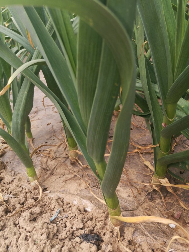 金乡红帽蒜苔大量供应支持线上交易，可以加工各种包装
