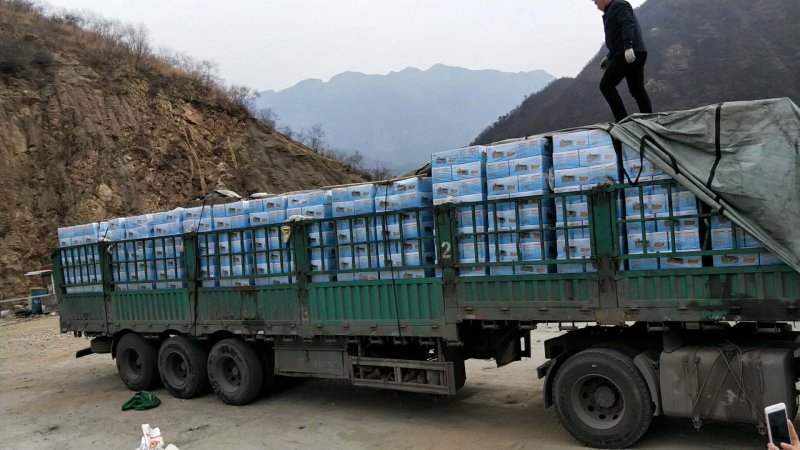开口杏核产地直销（原味，五香味）量大的来