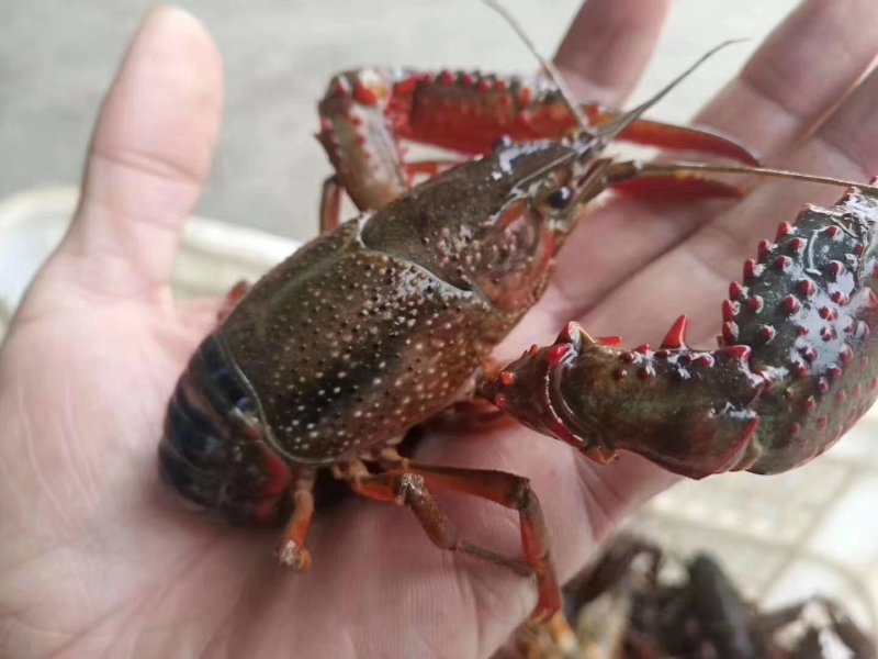 洪湖小龙虾，一手货源，货源充足，肉质饱满，底板干净。