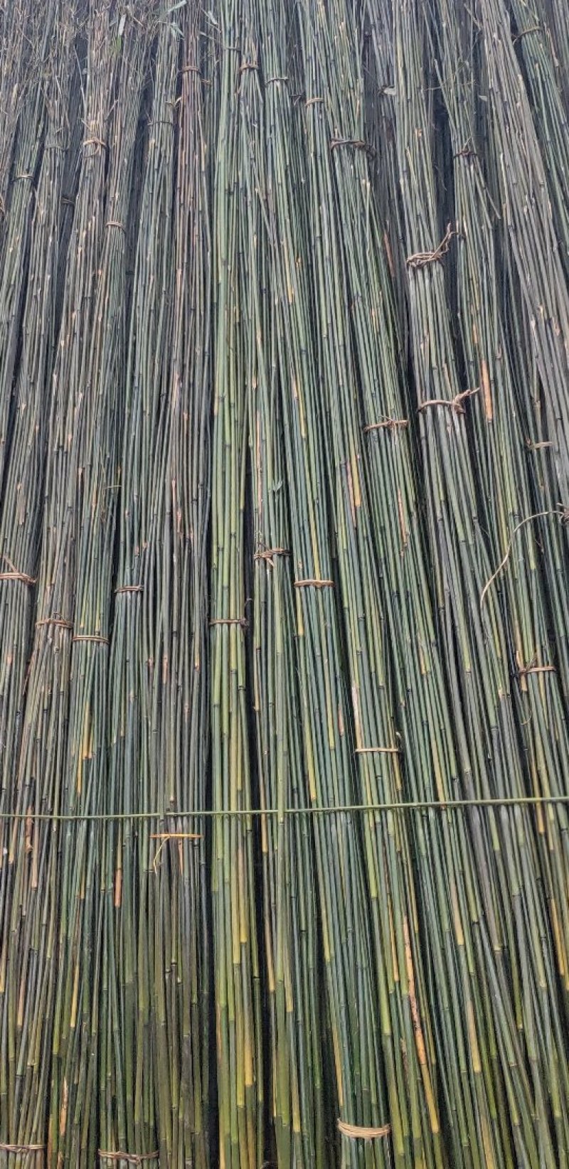 菜架竹，豆角架杆，竹竿，实心竹，保用3年不怕风吹日晒