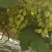 元谋青提，3月中旬大量上市，有收的来看货。
