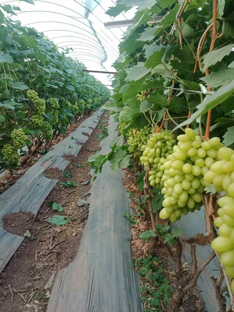 元谋青提，3月中旬大量上市，有收的来看货。