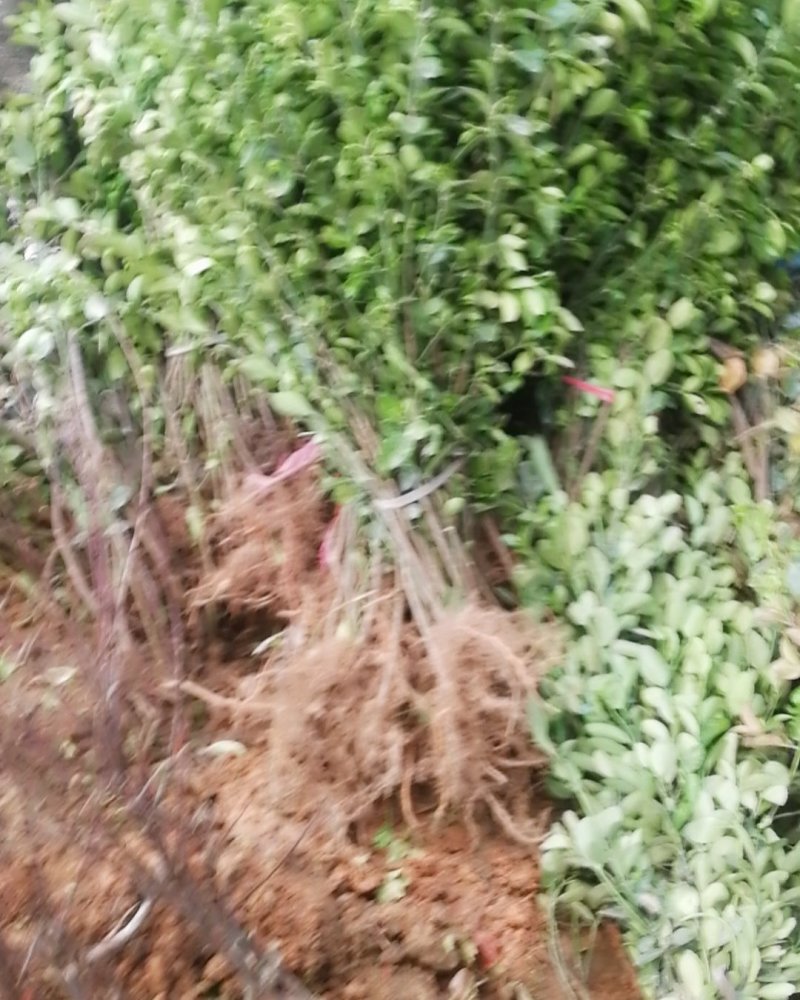 基地直销优质冬青球规格齐全质量优价格实惠