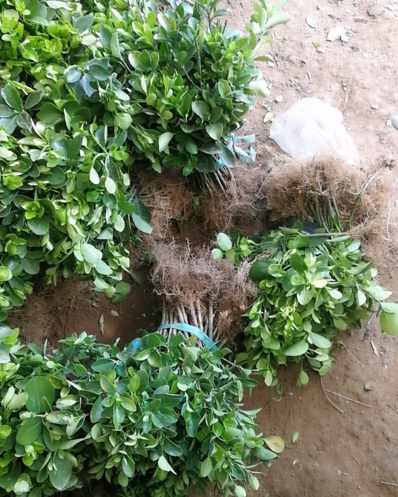 基地直销优质冬青球规格齐全质量优价格实惠