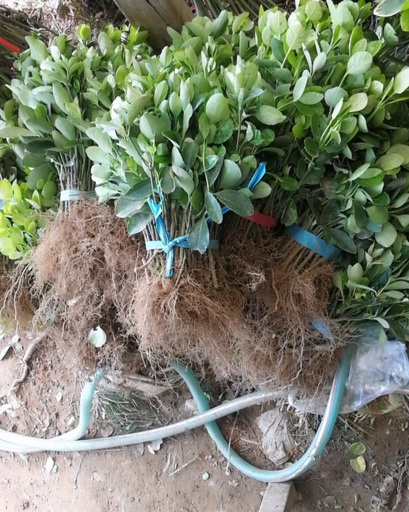 基地直销优质冬青球规格齐全质量优价格实惠