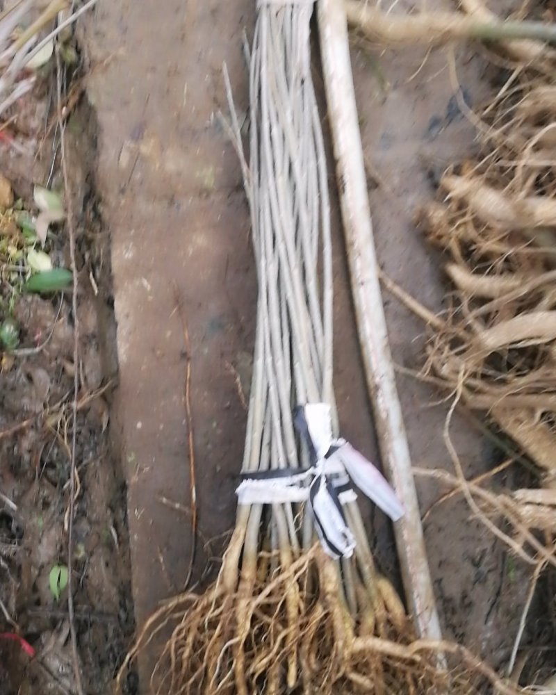白蜡苗工程白蜡苗一到有10公分量大