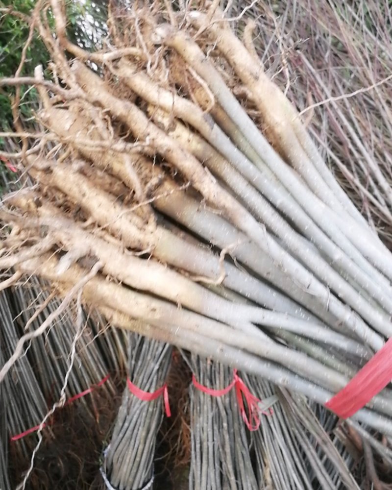 白蜡苗工程白蜡苗一到有10公分量大
