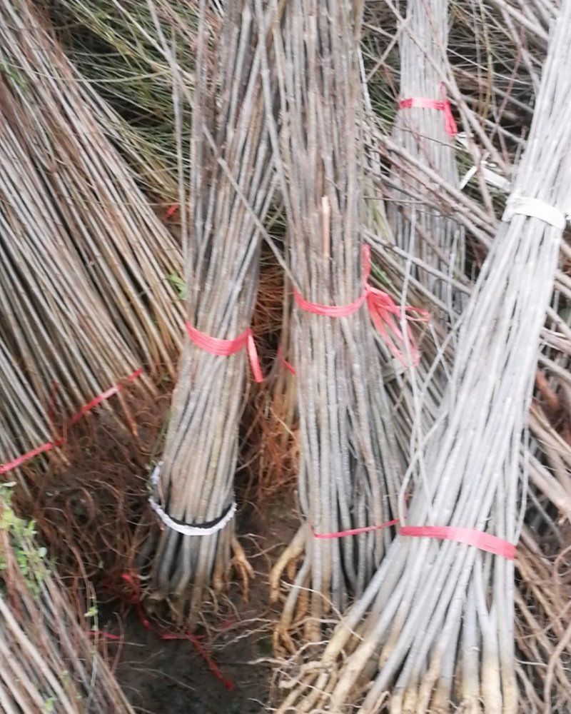 白蜡苗工程白蜡苗一到有10公分量大