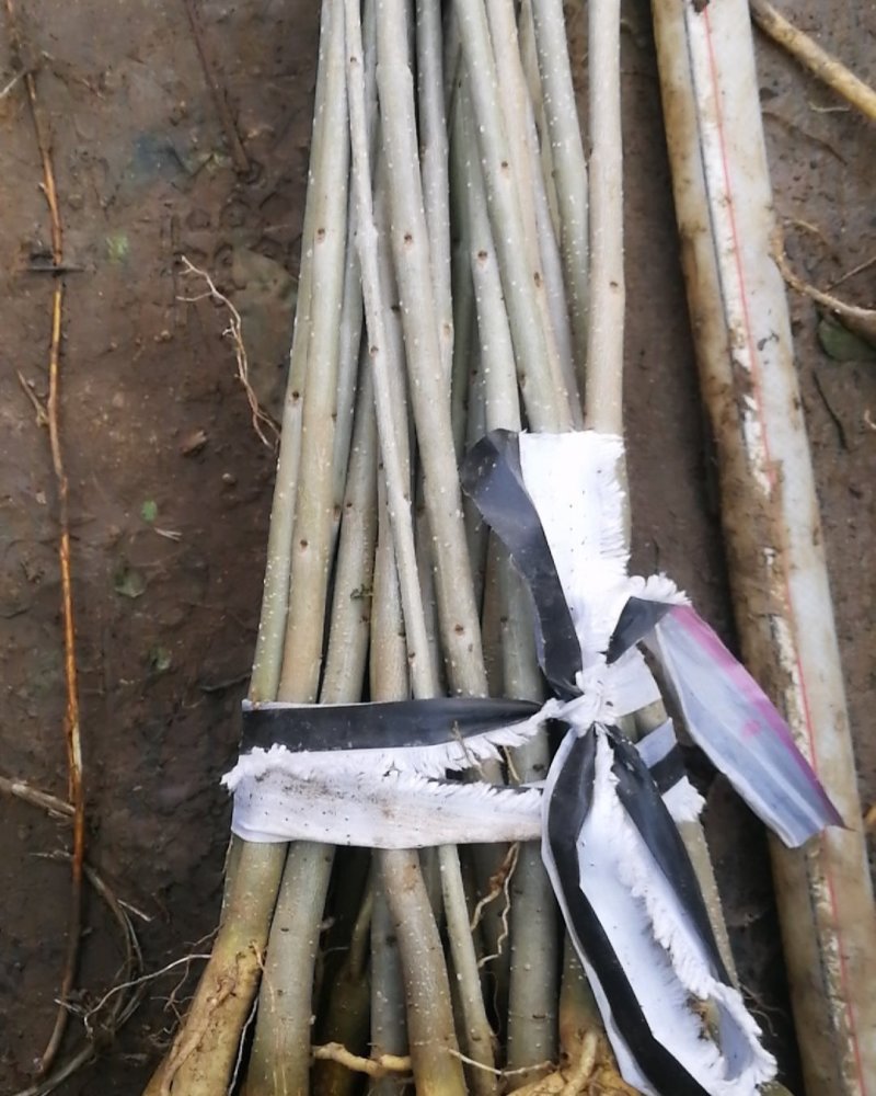白蜡苗工程白蜡苗一到有10公分量大