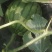 大棚种植精品特小凤西瓜皮薄多汁现摘现发大量上市中