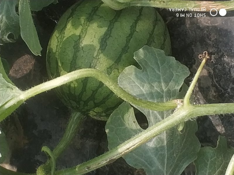 大棚种植精品特小凤西瓜皮薄多汁现摘现发大量上市中