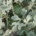 大棚种植精品特小凤西瓜皮薄多汁现摘现发大量上市中