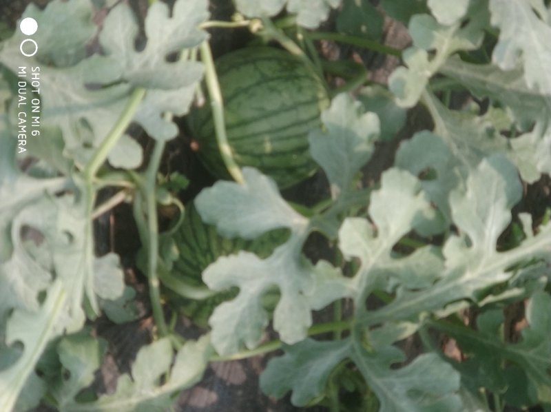 大棚种植精品特小凤西瓜皮薄多汁现摘现发大量上市中