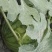 大棚种植精品特小凤西瓜皮薄多汁现摘现发大量上市中