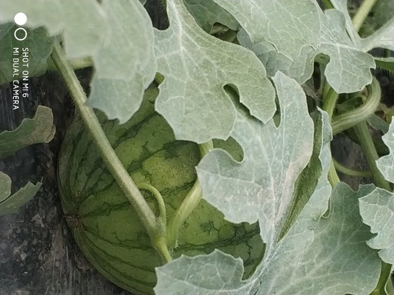 大棚种植精品特小凤西瓜皮薄多汁现摘现发大量上市中