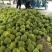 大棚种植精品特小凤西瓜皮薄多汁现摘现发大量上市中